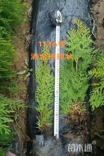 高度30厘米洒金柏