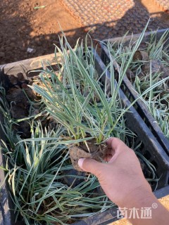 高度20厘米丽蚌草