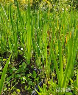 高度40厘米黄菖蒲