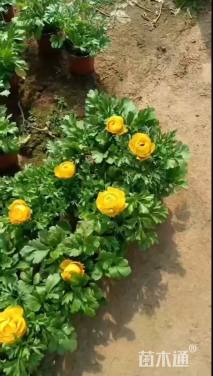 高度15厘米花毛茛