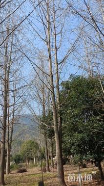 18公分银杏