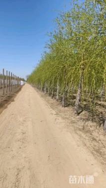 17公分金丝垂柳