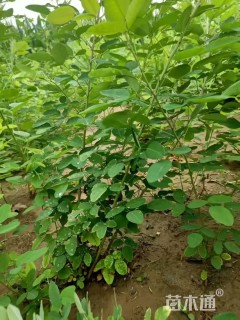 高度120厘米胡枝子