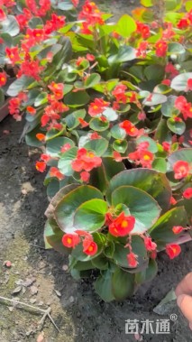 高度20厘米四季海棠