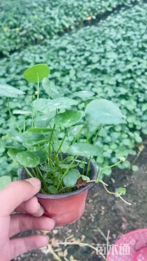 高度10厘米铜钱草