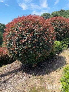 冠幅170厘米红叶石楠球