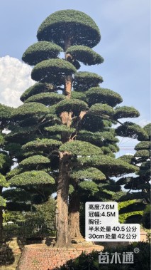 原生苗造型罗汉松