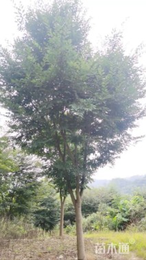 23公分榉树
