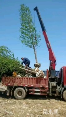 16公分落羽杉