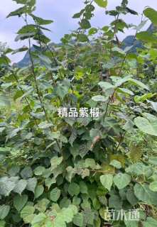 1公分紫椴