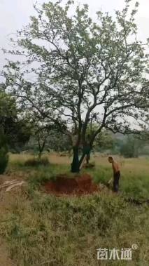 18公分丛生香橼