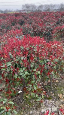 冠幅150厘米红叶石楠球