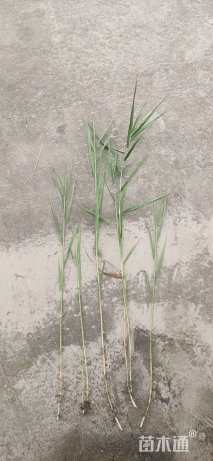 高度60厘米芦苇