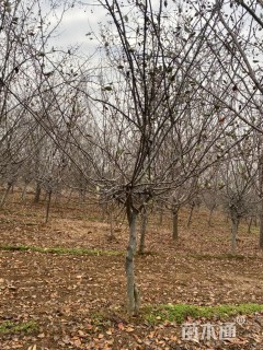 10公分垂丝海棠