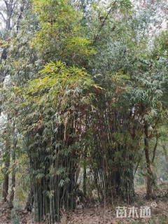 地栽苗金竹
