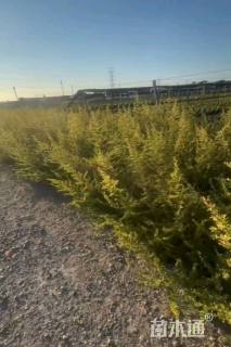 高度60厘米小丑火棘