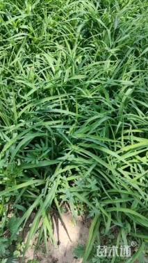 高度20厘米金娃娃萱草