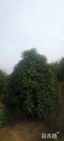 高度260厘米中华石楠