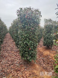 高度200厘米红叶石楠柱