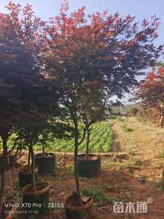 5公分红枫