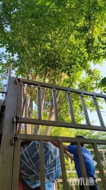 高度500厘米丛生白蜡