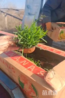 高度25厘米孔雀草