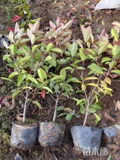 高度40厘米红叶石楠小苗