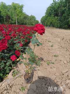 高度40厘米金叶女贞