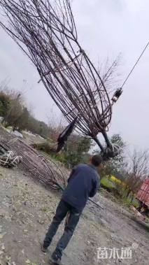 8公分红梅