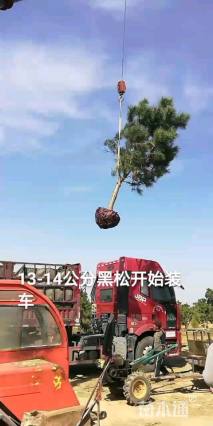 高度350厘米黑松