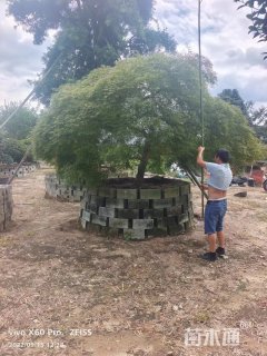 高度200厘米羽毛枫