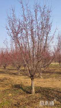 14公分甜茶海棠