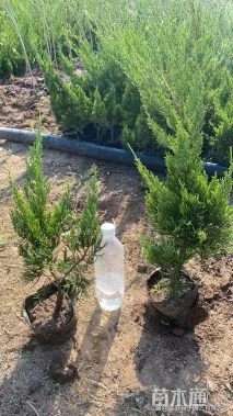 高度20厘米龙柏小苗