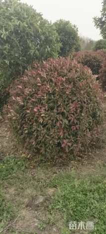 冠幅100厘米红叶石楠球