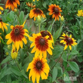 高度30厘米黑心菊