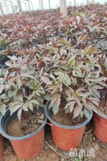高度20厘米芍药