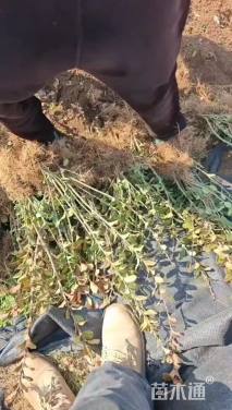 高度40厘米卫矛