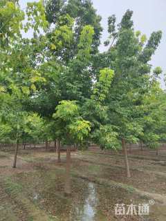 13公分金叶复叶槭