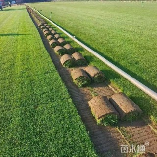 草块状草皮
