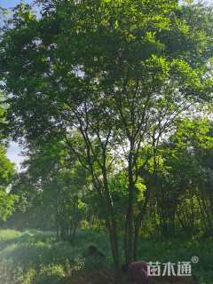 高度500厘米丛生大叶女贞