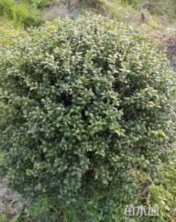 冠幅80厘米龟甲冬青球