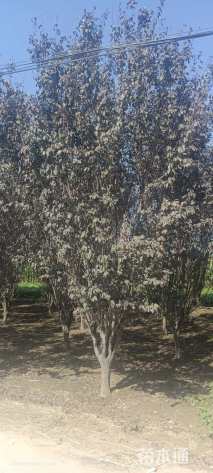 12公分绚丽海棠