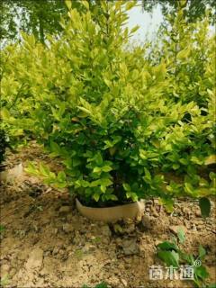 高度70厘米金森女贞小苗