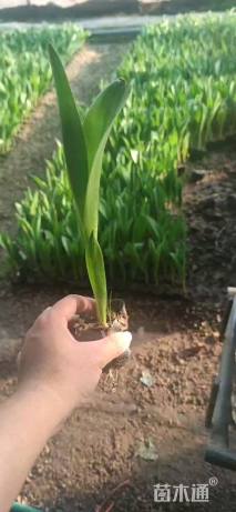 高度20厘米郁金香