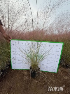 高度30厘米粉黛乱子草