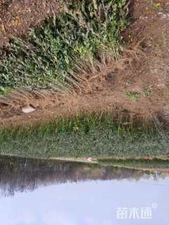 高度60厘米水蜡