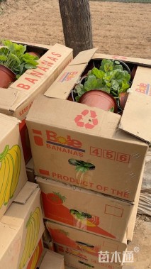 高度40厘米满天星