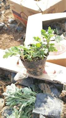高度15厘米地被菊