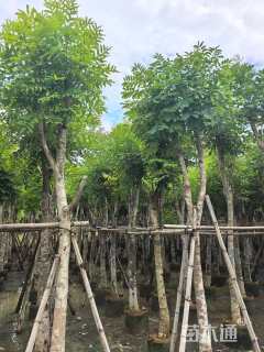 11公分桃花心木