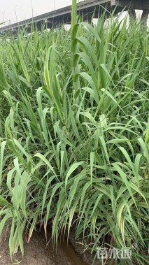 高度66厘米芦竹